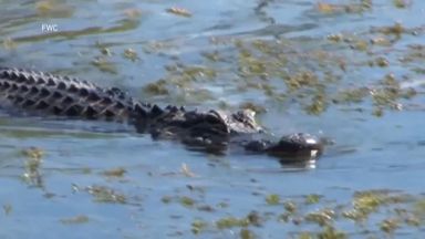 "Zostaw bariery w spokoju".  Oto rada człowieka z Florydy, który stracił rękę z powodu ogromnego gada, gdy podjął wątpliwą decyzję o przepłynięciu jeziora.